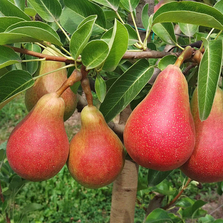 Фото Груша колонновидная Кармен