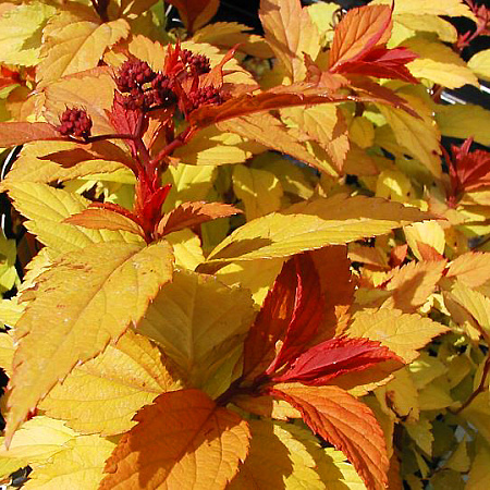 Фото Спирея японская Голдфлейм