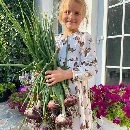 Фото Лук репчатый Ялтинский