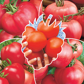 Помидоры Малиновое чудо 4 серия F1