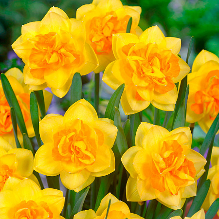 Фото Нарцисс Апофеоз