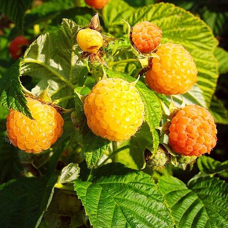 Фото Малина ремонтантная Фолголд