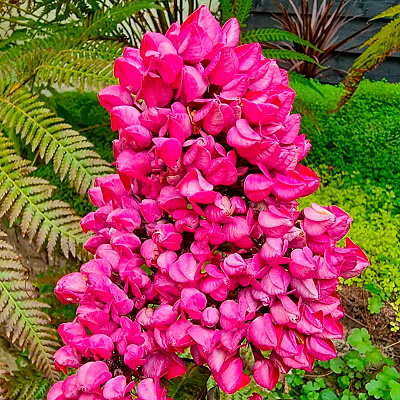 Флокс метельчатый Бутоник