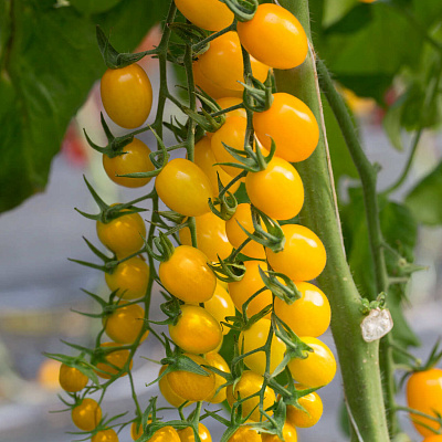 Помидор Маджино F1