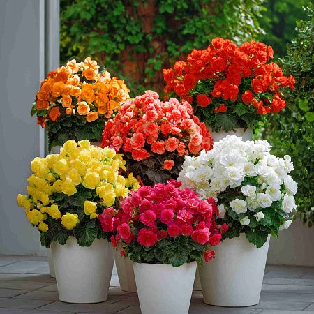 Фото Набор бегоний элатиор Королевский