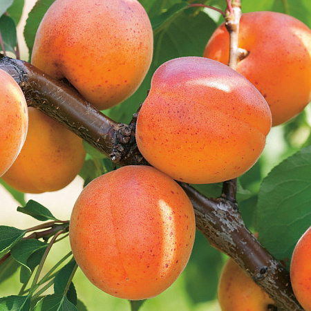 Фото Комплект абрикосов №3: Кичигинский, Хабаровский, Цезарь