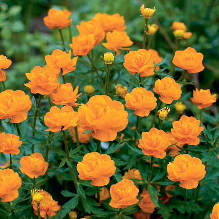 Фото Купальница китайская