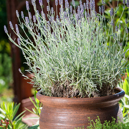 Фото Лаванда узколистная Сильвер Мист