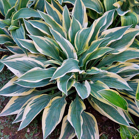 Фото Хоста Бобкэт