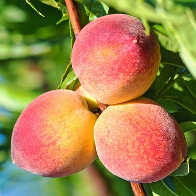 Персик Санкрест