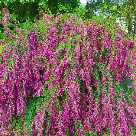 Фото Леспедеца Двуцветная