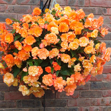 Фото Бегония ампельная Иллюминейшн Эприкот Шейдс