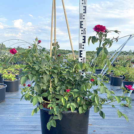 Фото Роза английская Дарси Бассел C12,5