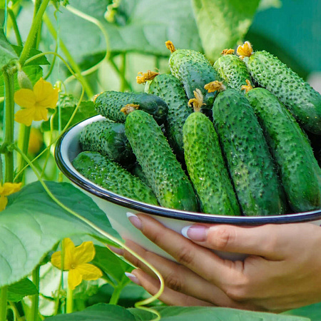 Фото Огурец Брандино F1