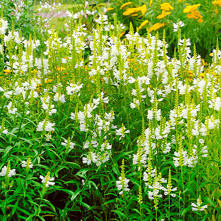 Фото Физостегия Виргинская Белая