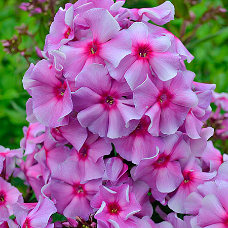 Фото Флокс метельчатый Виринея