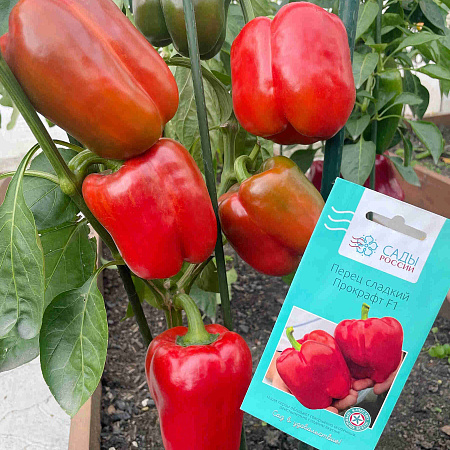 Фото Перец сладкий Прокрафт F1
