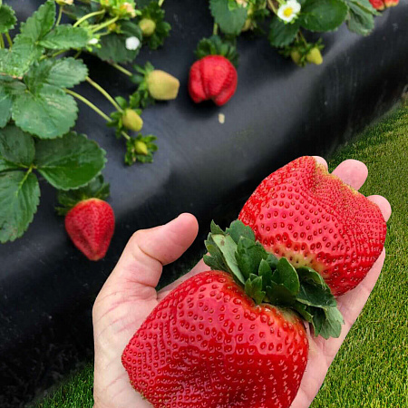 Фото Земляника садовая Чамора туруси