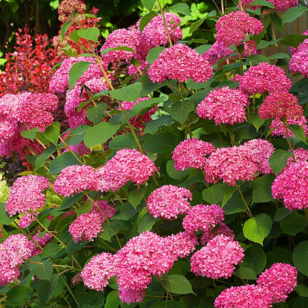 Фото Гортензия древовидная Сильная духом