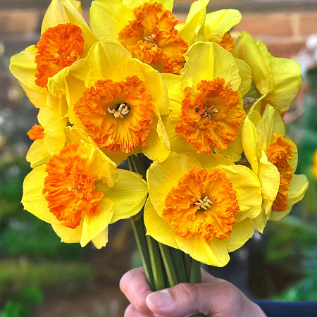 Фото Нарцисс Берлин