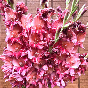 Гладиолус Расти Чеснат