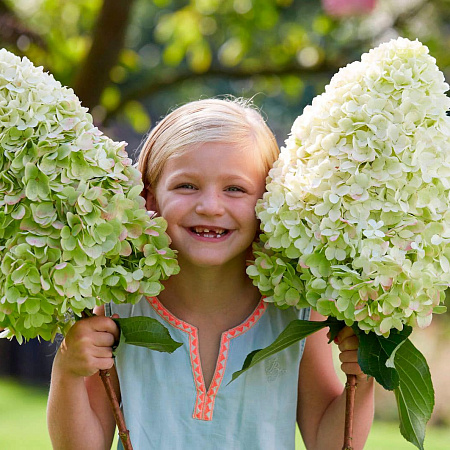 Фото Гортензия метельчатая Геркулес