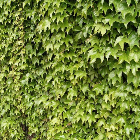 Фото Виноград триостренный Вича