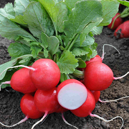 Фото Редис Данило F1