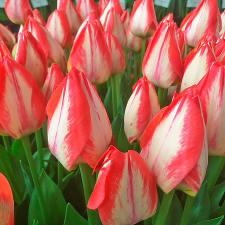 Фото Тюльпан триумф Спринг Брейк