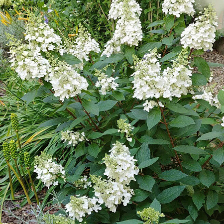 Фото Гортензия Левана