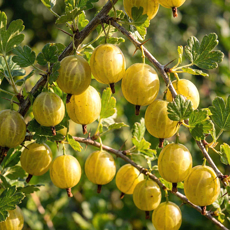 Фото Крыжовник Алтайский номерной