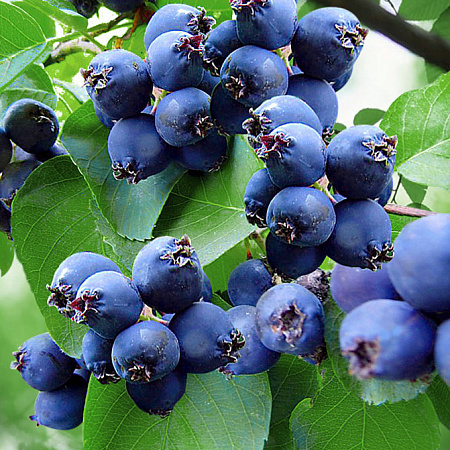 Фото Ирга Мартин