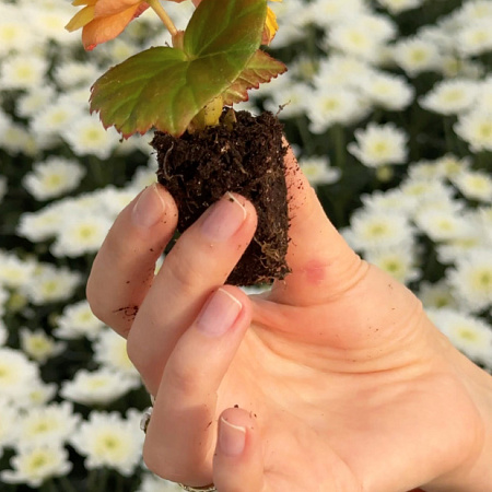 Фото Набор супертуний №1