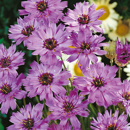 Фото Катананхе Голубой Купидон