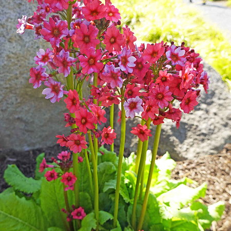Фото Примула японская красная