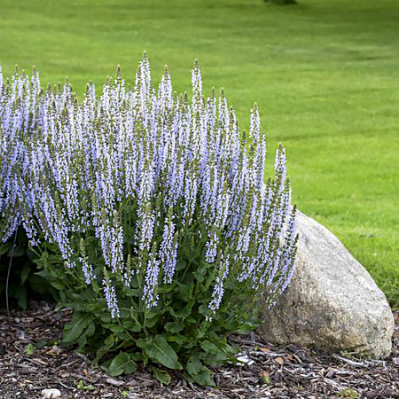 Фото Шалфей Кристал Блю