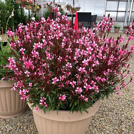 Фото Гаура Линдхеймера Гауди Роуз