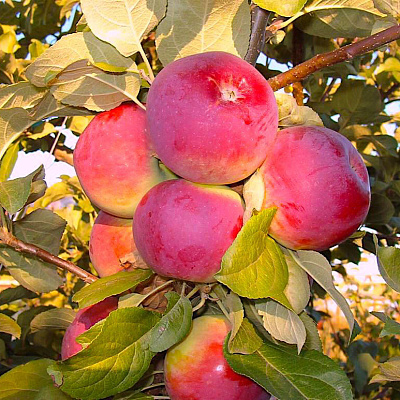 Яблоня Анютины глазки