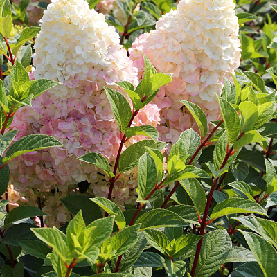 Гортензия метельчатая Силвер Доллар