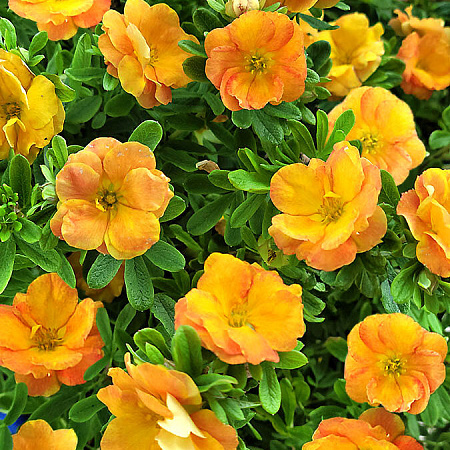 Фото Лапчатка кустарниковая Дабл Панч Танго