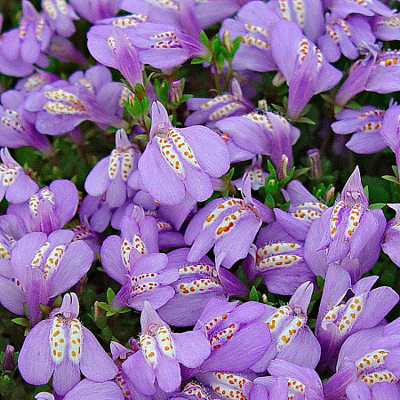 Фото Мазус ползучий