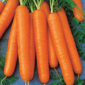 Морковь Корона F1