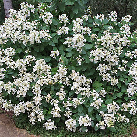 Фото Гортензия метельчатая Дартс Литтл Дот