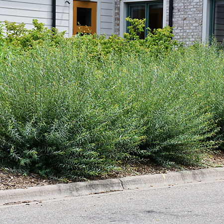 Фото Ива пурпурная Нана