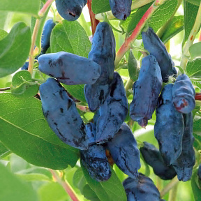 Жимолость Бакчарский великан