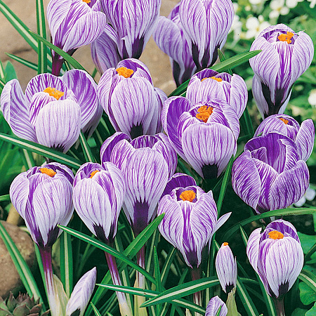 Фото Крокус Пиквик