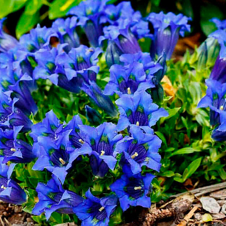 Фото Горечавка Узколистная