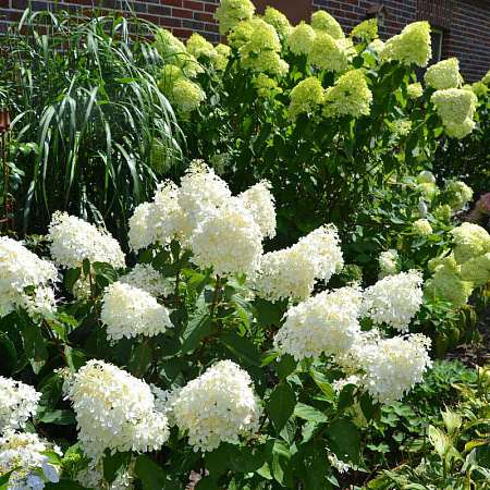 Фото Гортензия метельчатая Фантом