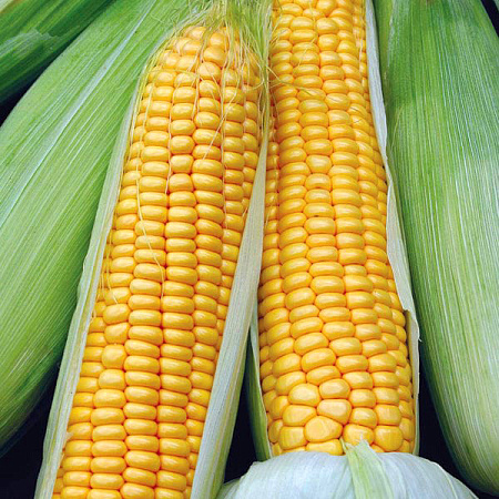 Фото Кукуруза Медвяна