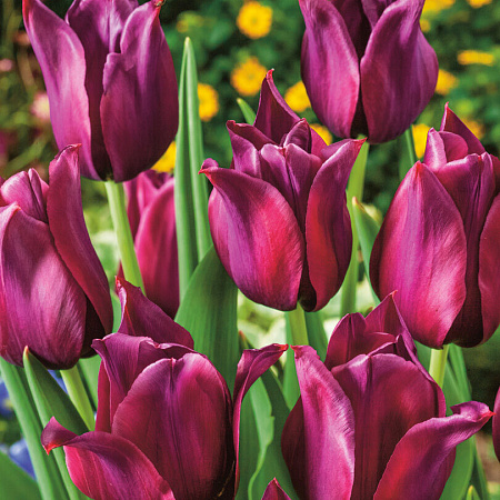 Фото Тюльпан Мерло